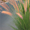 Pennisetum asperifolium