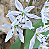 Scilla libanotica