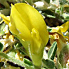 Astragalus pinetorum