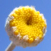 Anthemis tinctoria