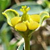 Euphorbia erinacea