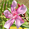 Oleander 