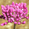 Allium carmeli