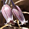 Allium feinbergii