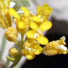 Alyssum murale