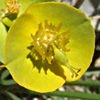 Euphorbia antilibanotica