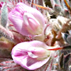 Astragalus cruentiflorus