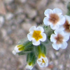 Heliotropium hirsutissimum