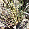 Stipa barbata