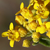 Alyssum baumgartnerianum