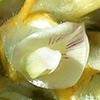 Astragalus gummifer