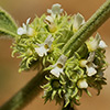 Marrubium libanoticum