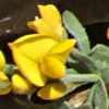 Genista libanotica