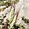 Bromus danthoniae