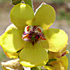 Verbascum damascenum