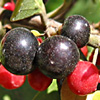 Rhamnus alaternus