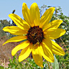 Helianthus annuus