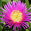 Carpobrotus acinaciformis