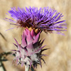 Cynara syriaca