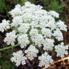 Ammi  majus