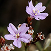 Limonium oleifolium