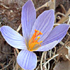 Crocus cancellatus