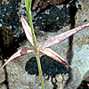 Crucianella latifolia