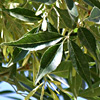 Fraxinus syriaca