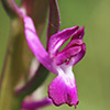 Loose-flowered Orchid, Green-winged צeadow םrchid 