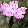 Dianthus tripunctatus