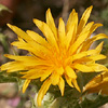 Scolymus hispanicus