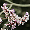 Limonium pruinosum