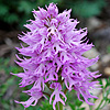 Naked Man Orchid 