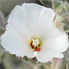 Convolvulus lanatus