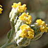 Achillea fragrantissima