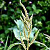 Amaranthus viridis