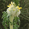 Eremostachys laciniata