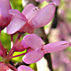 Cercis siliquastrum