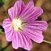 Lavatera punctata