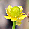 Ranunculus sceleratus