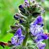 Salvia verbenaca