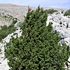 Juniperus excelsa