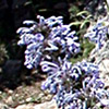 Nepeta cilicia