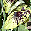 Aristolochia paecilantha