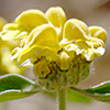 Phlomis chrysophylla