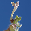 Scutellaria utriculata