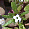 Asperula setosa