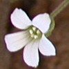 Arenaria deflexa