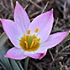 Tulipa lownei