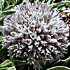 Allium libani